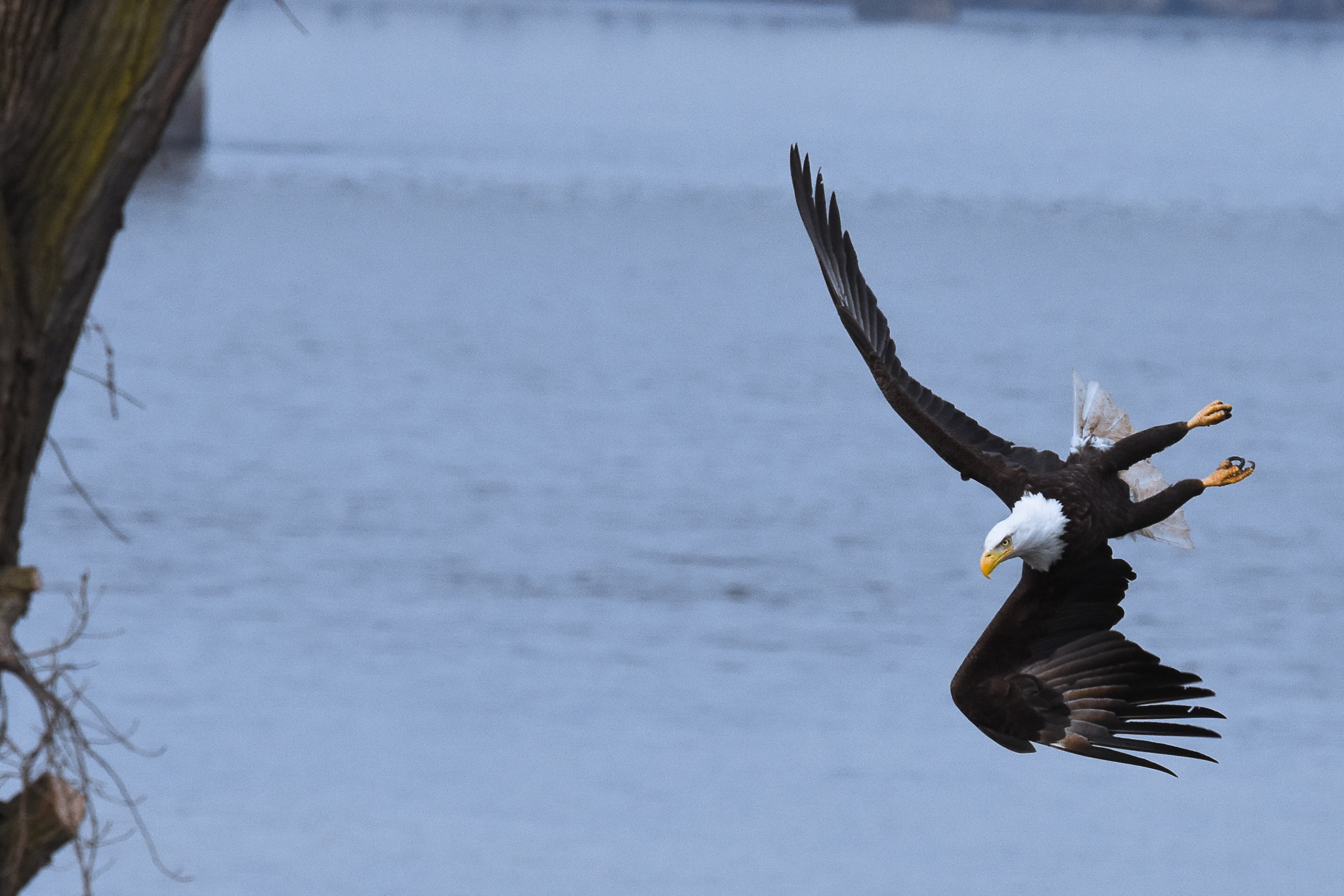 Scott captured this picture of an eagle in flight along the Mississippi River in Davenport, Iowa. Eagle at Davenport