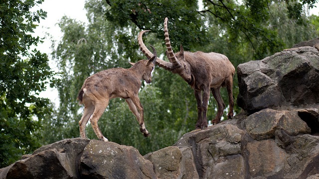 Siberian Ibex
