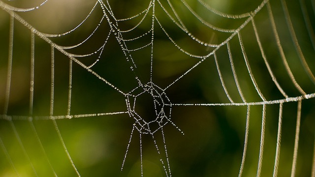 Spiderweb