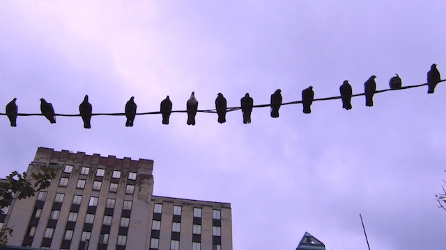 search-old-tweets