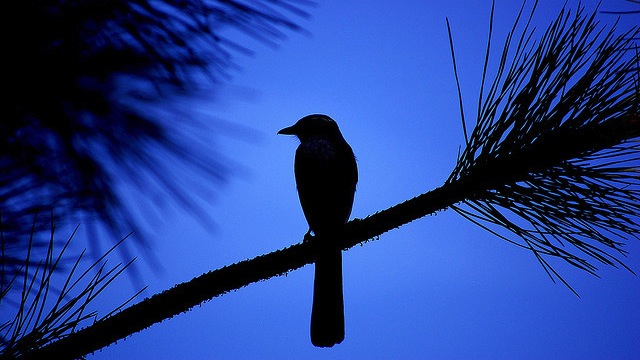 twitter-advertising-mobile