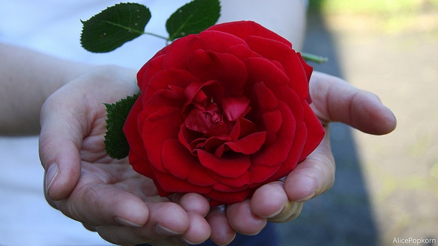 rose in hands