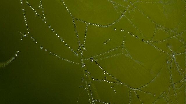 spiderweb