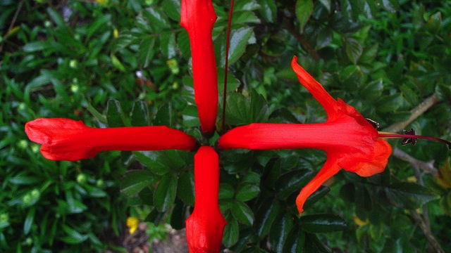 flower plus sign