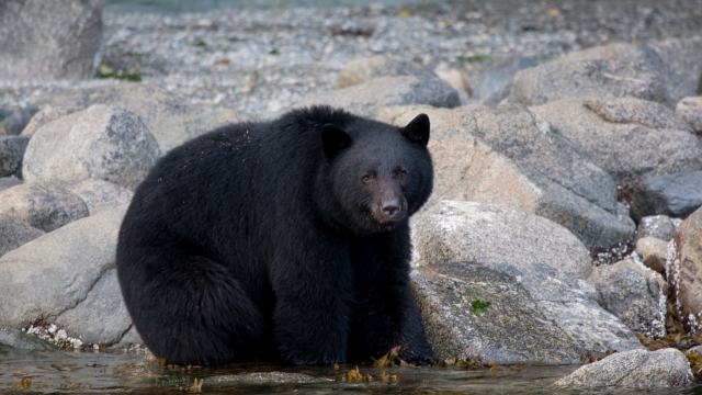 bear