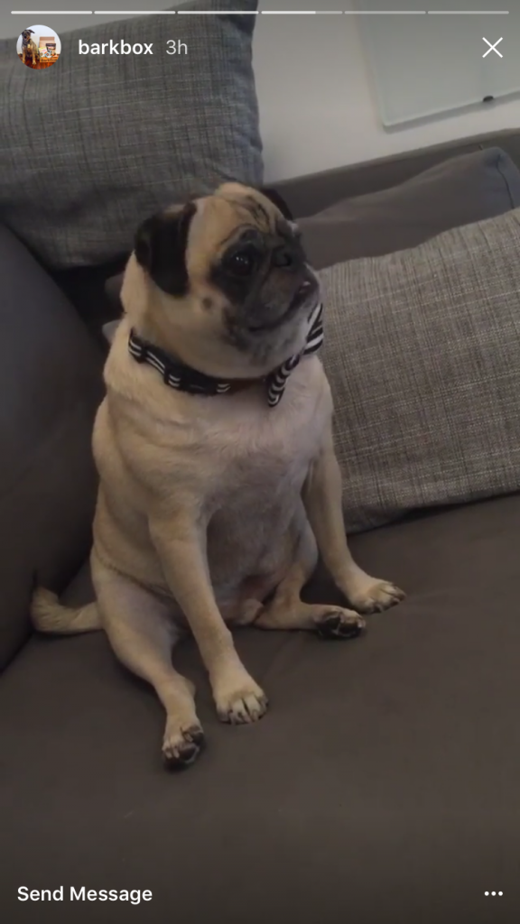 barkbox instagram story