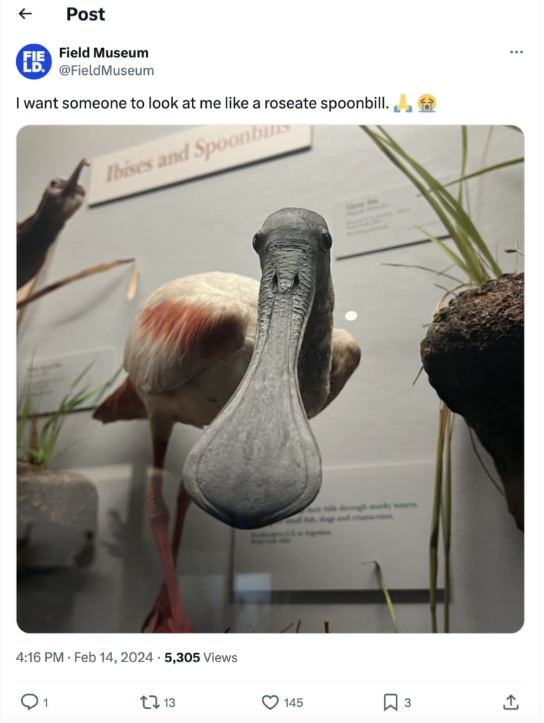 A Field Museum Instagram post featuring a photo of a Spoonbill and a caption bookended with a praying and crying face emoji
