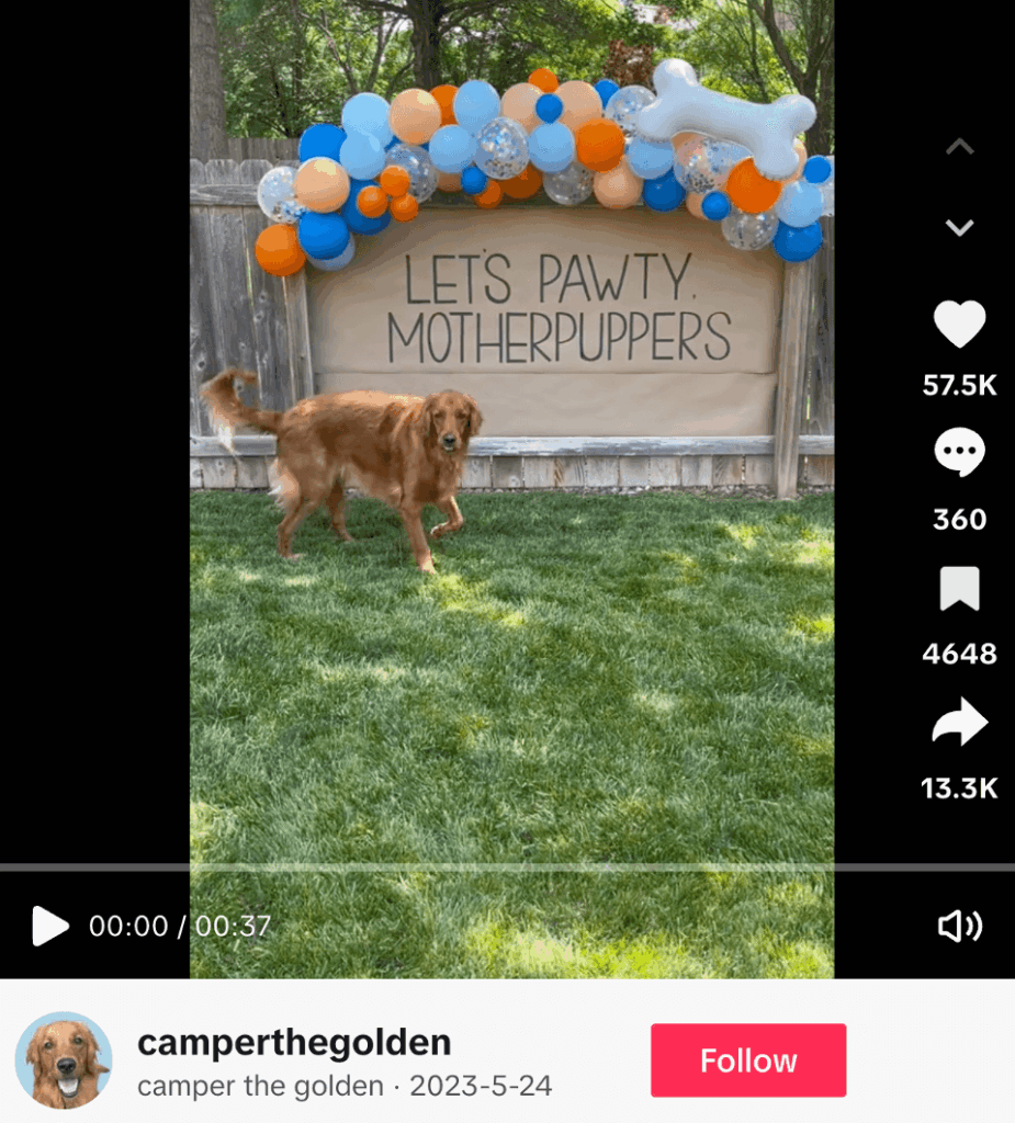 A TikTok by Camper The Golden's account promoting Amazon’s dog birthday products.