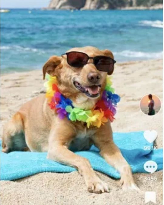  A TikTok Phote Mode post featuring a dog wearing sunglasses and a floral necklace sitting on the beach