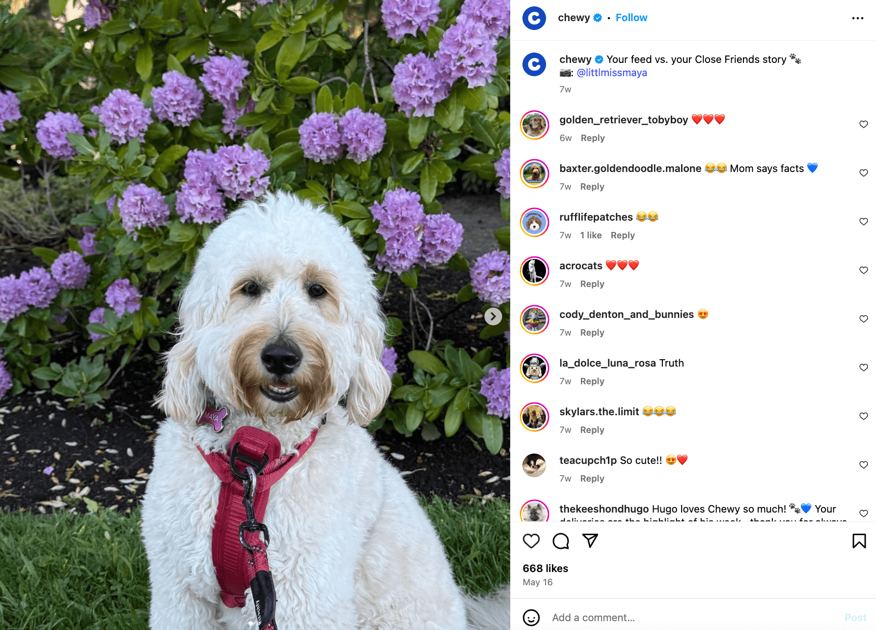 Instagram post from Chewy showing a white dog posing against a backdrop of a flower bush and a caption that reads "Your feed vs. your Close Friends story"
