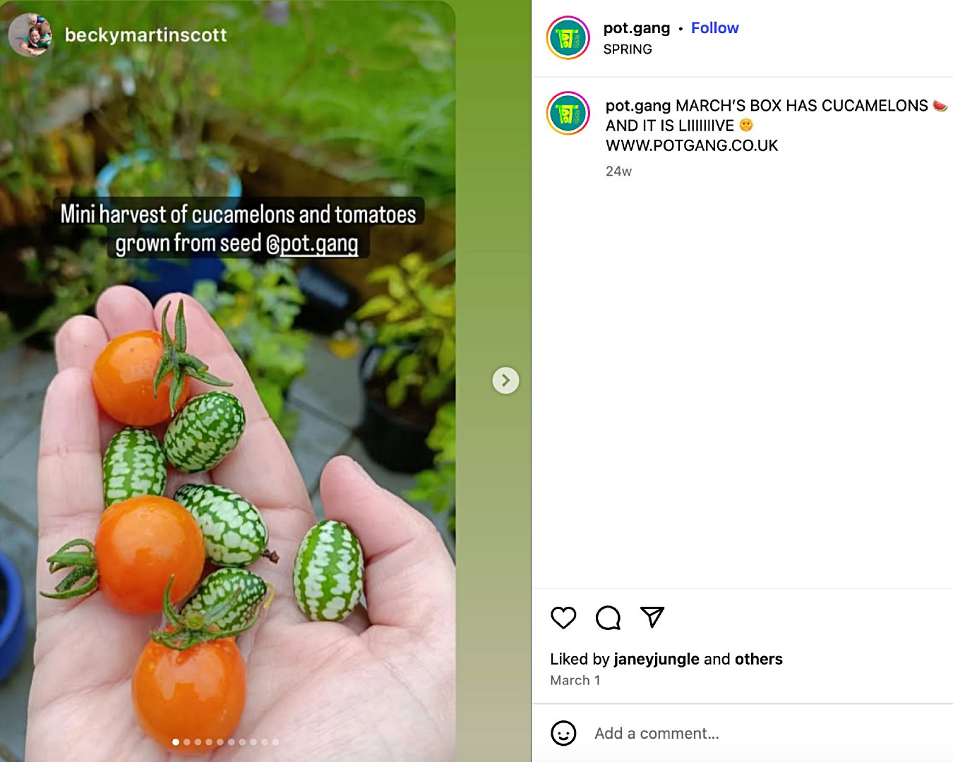 Pot Gang customer showing the produce they’ve grown from Pot Gang’s seeds.