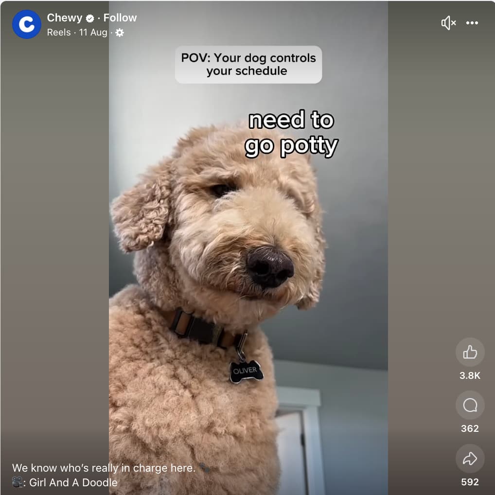 Chewy Facebook post showing a labradoodle with an in-video caption that reads "need to go potty" and a text overlay that reads "POV: your dog controls your schedule"