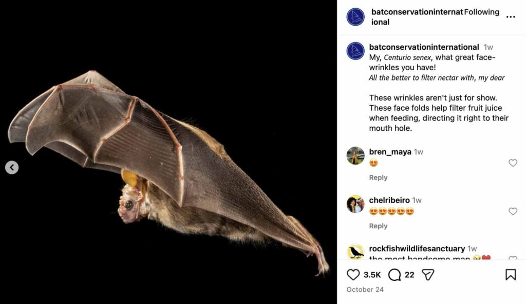 An Instagram Carousel from Bat Conservation International featuring the bat genus 𝘊𝘦𝘯𝘵𝘶𝘳𝘪𝘰 𝘴𝘦𝘯𝘦𝘹, a bat with an incredibly wrinkled face
