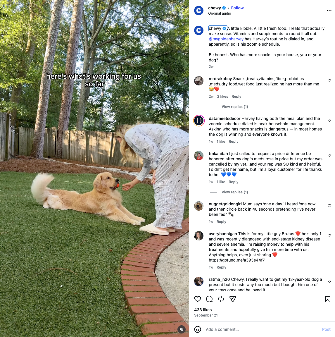 Chewy Instagram reel of a pet owner speaking about their dog's diet.